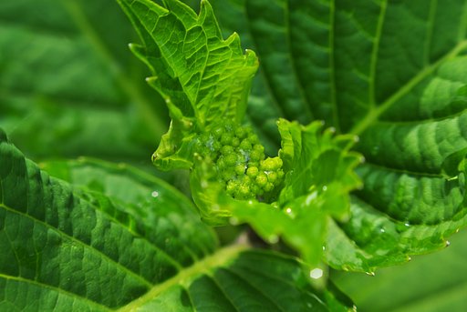 クロアジサイにもう蕾が・・