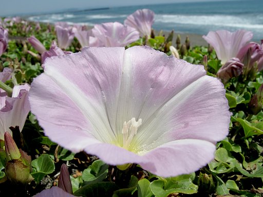 湘南の花