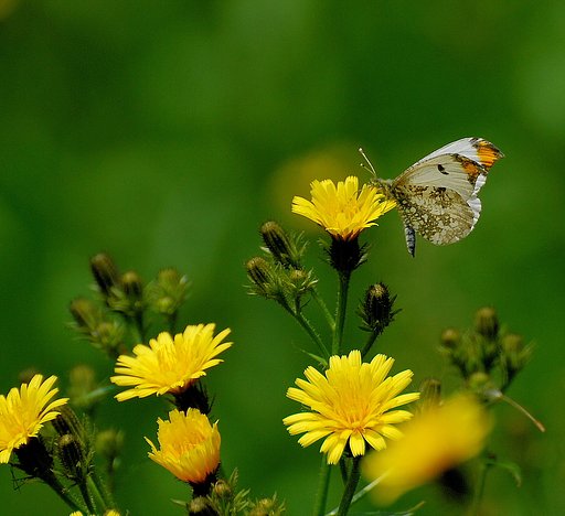 ツマキチョウの訪花＃ジシバリ