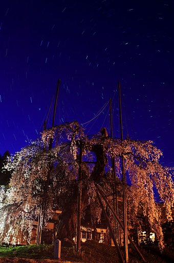 【質】桜と星