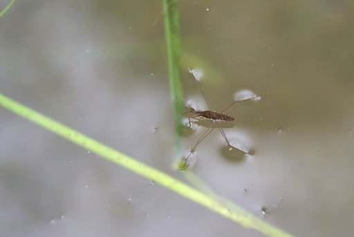 アメンボが・・
