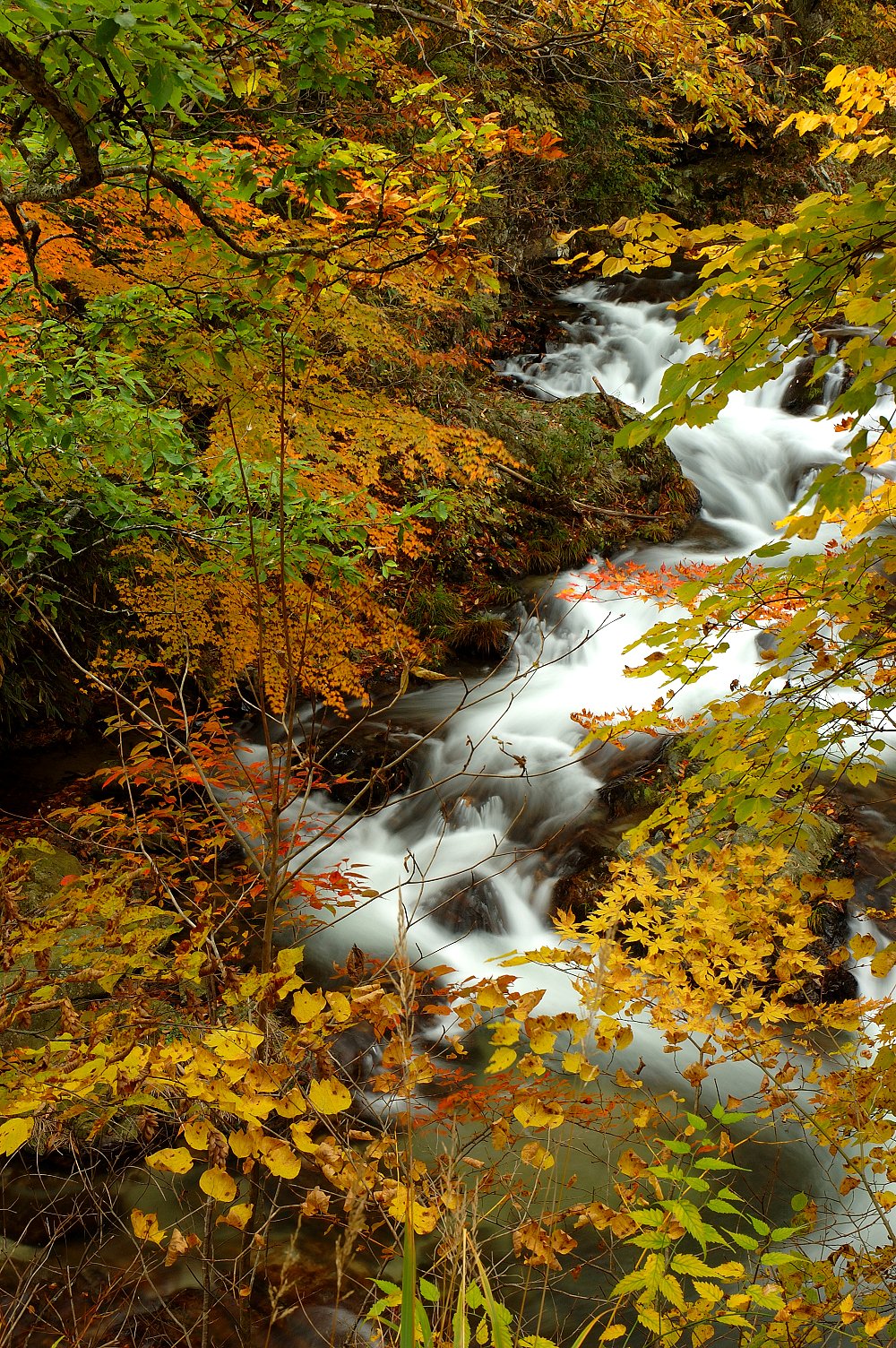 山梨県塩山市の紅葉