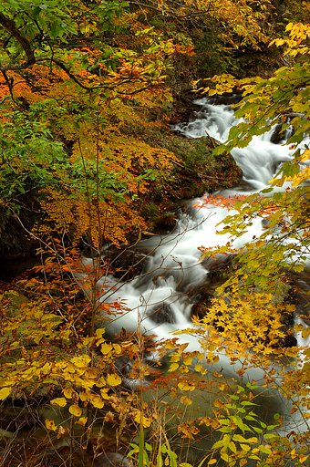 山梨県塩山市の紅葉