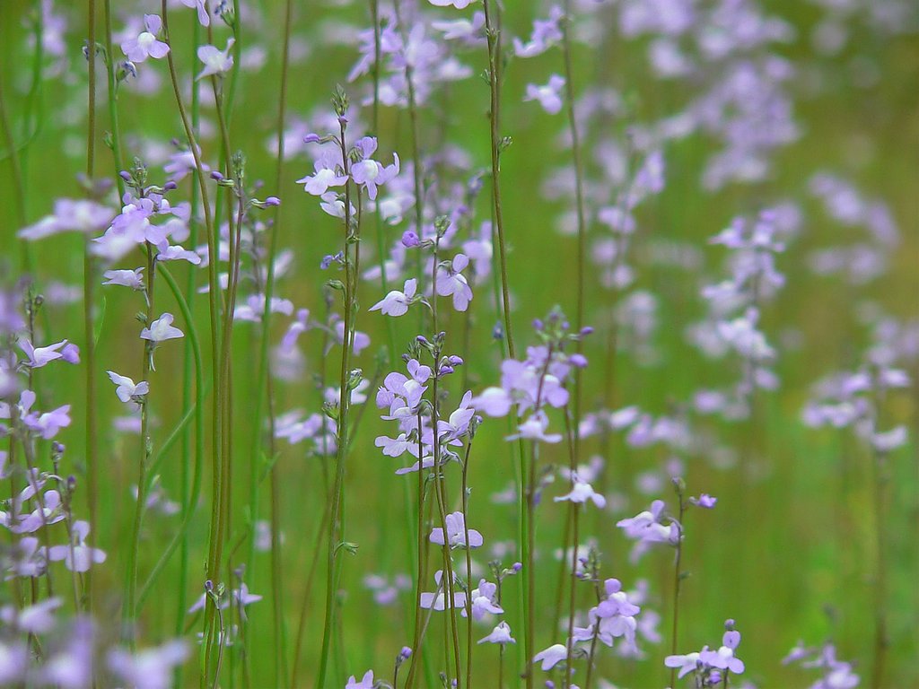 紫の花のそよ風・・・