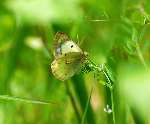 モンキチョウ♀