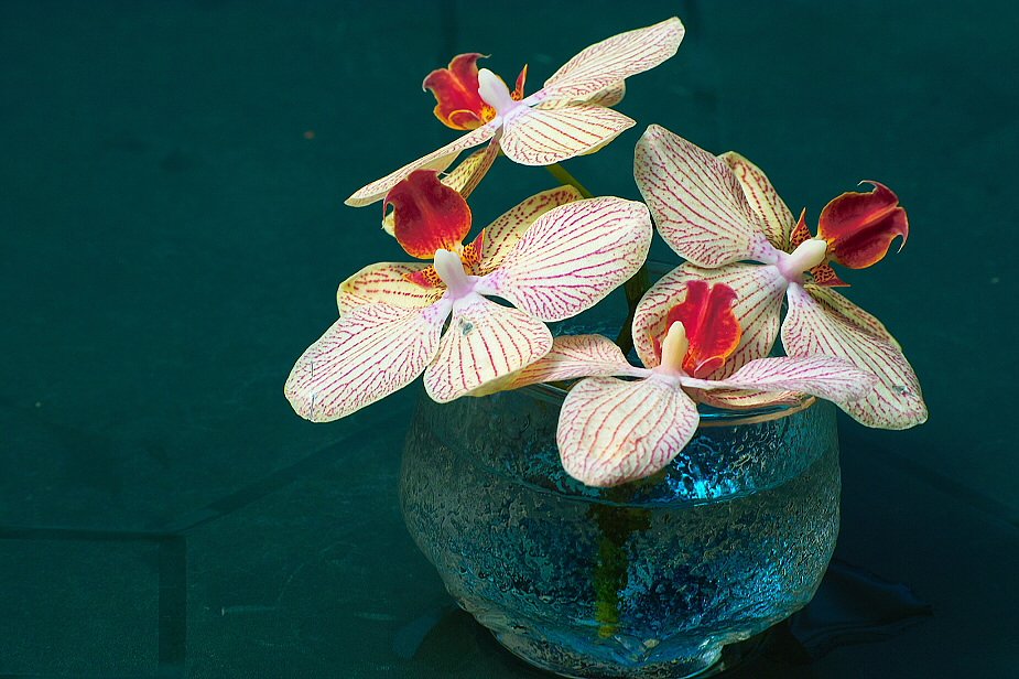 【この色　好き！】ブルーグラス