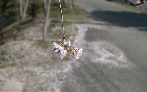 【おだやかに・・・春】さくら