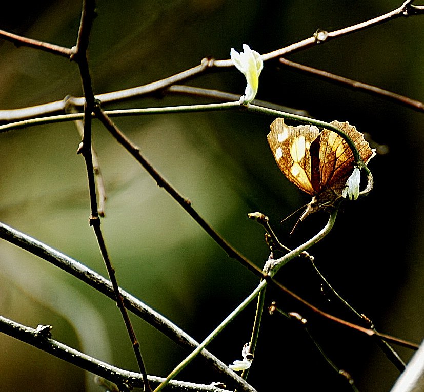 テングチョウ