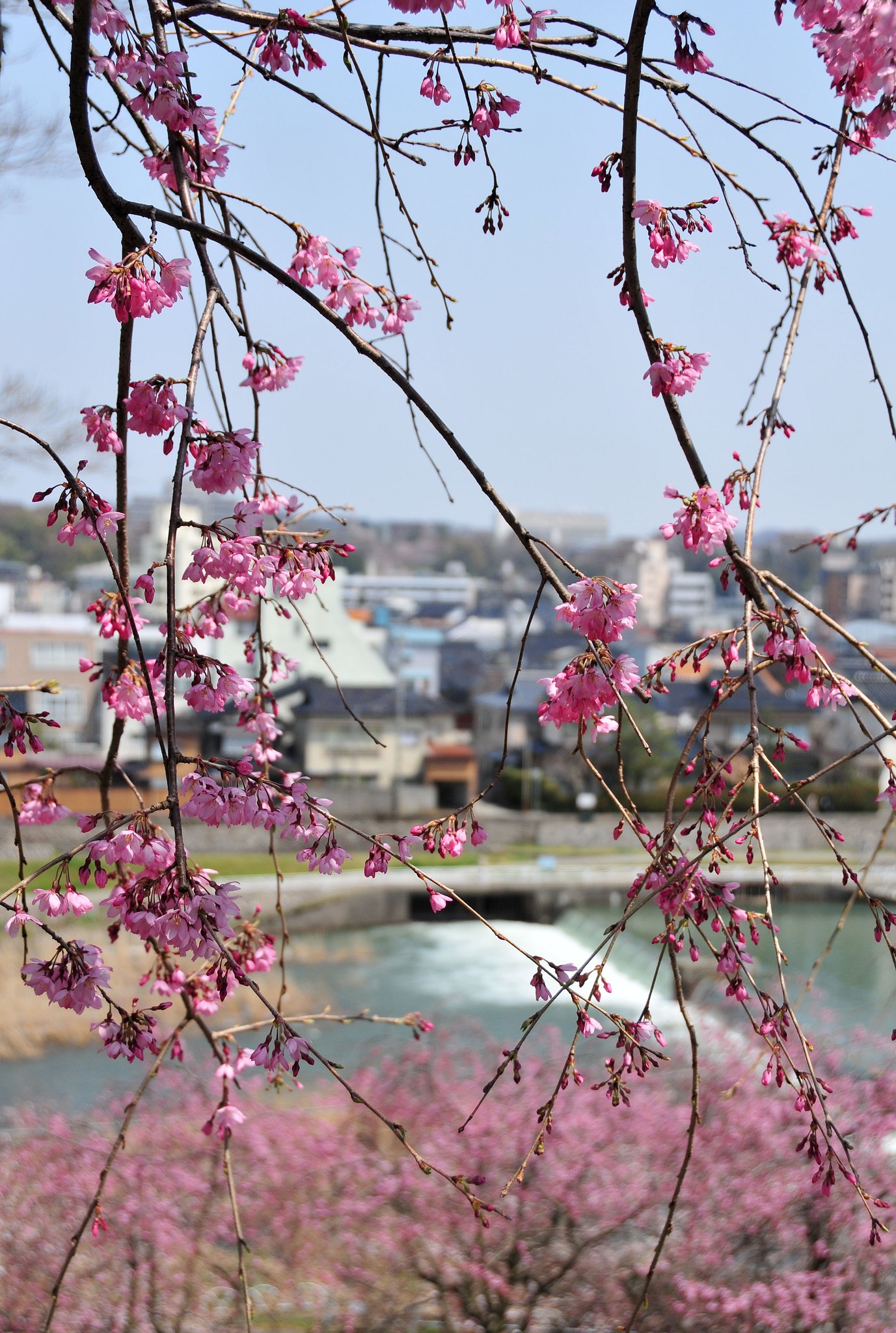 桜