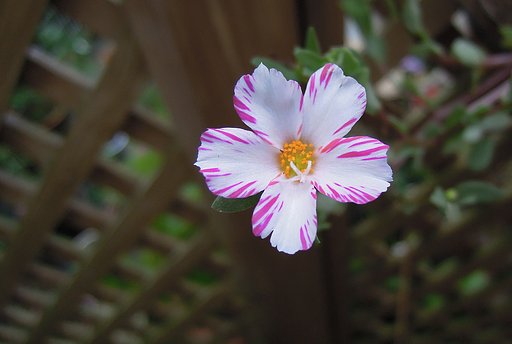 縦【長】ラティスに花のリボン