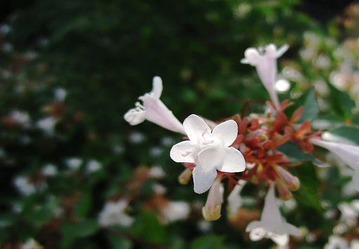 【長】く咲く花、小さな花びら