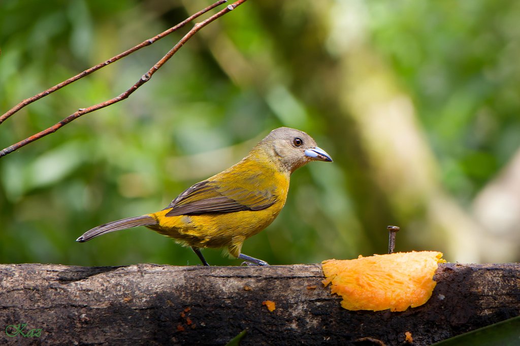 Costa Rica 01