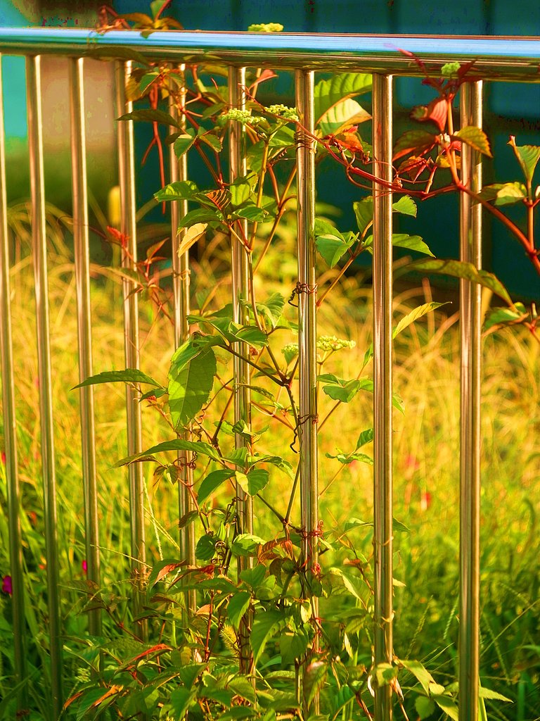 Elmar50mmF3.5 GOLD