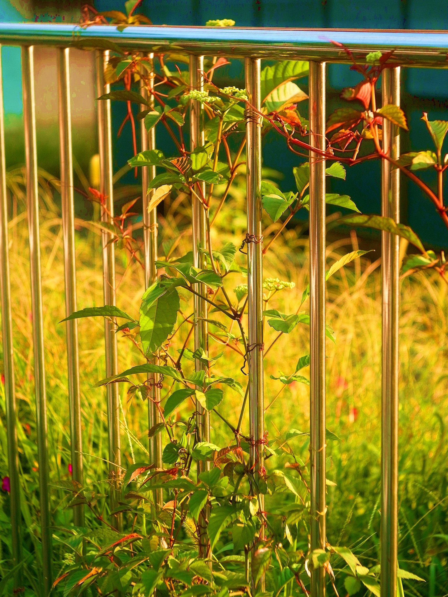 Elmar50mmF3.5 GOLD