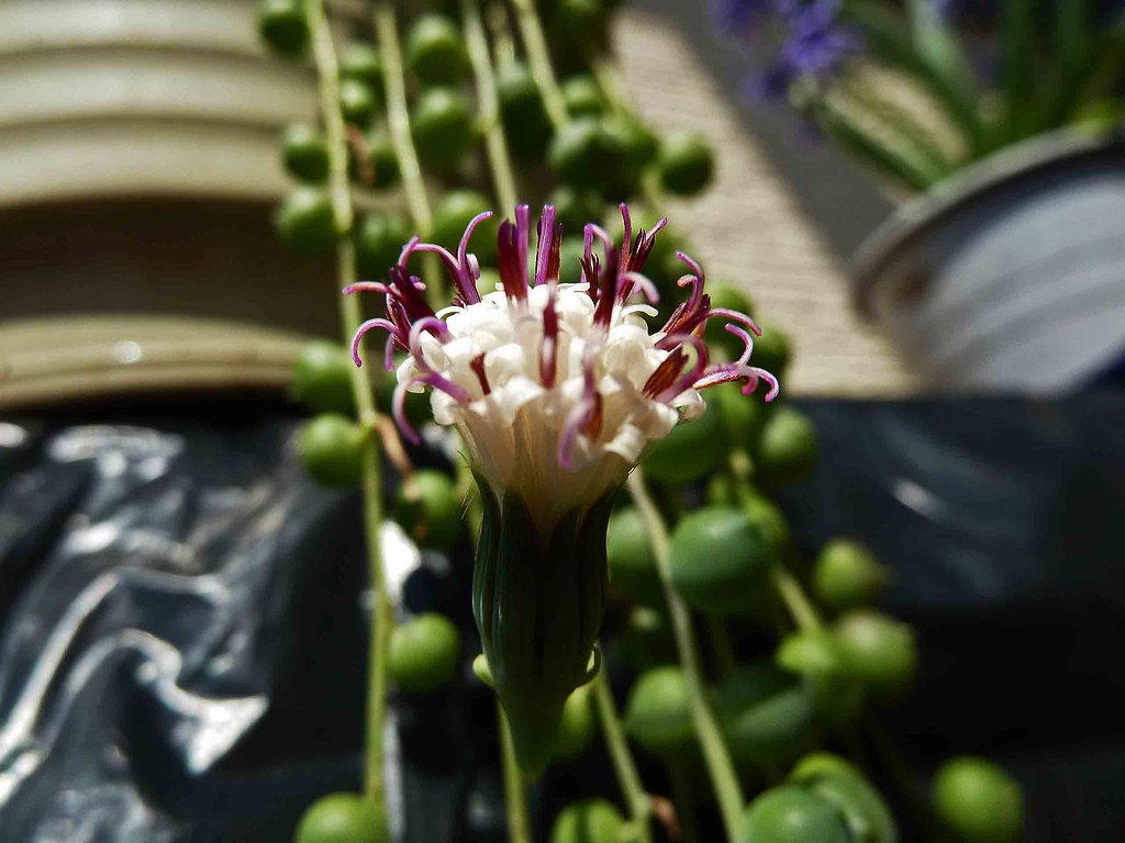 　［　？　の花　］