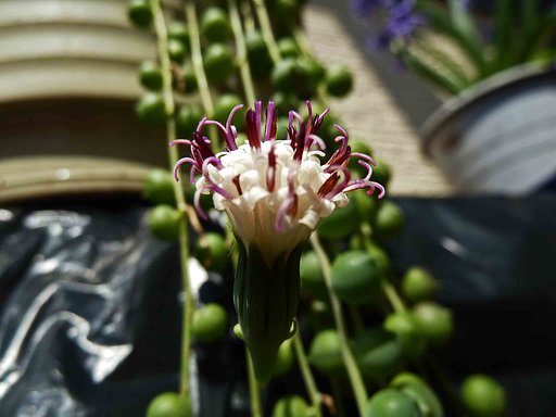 　［　？　の花　］