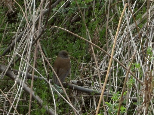 淀川の野鳥さん