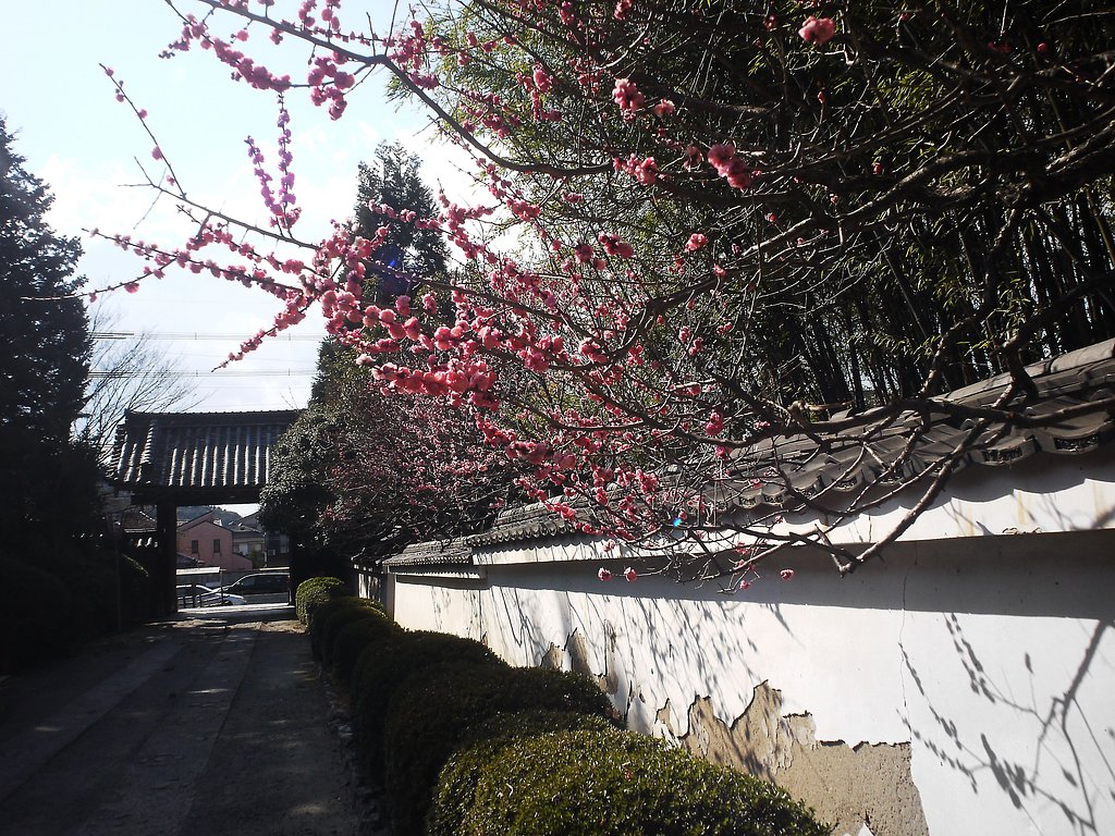梅三昧