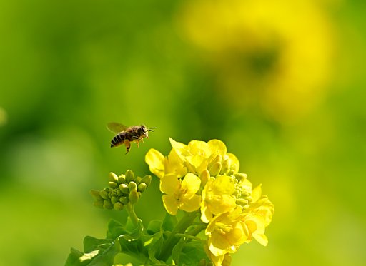 菜の花、一番