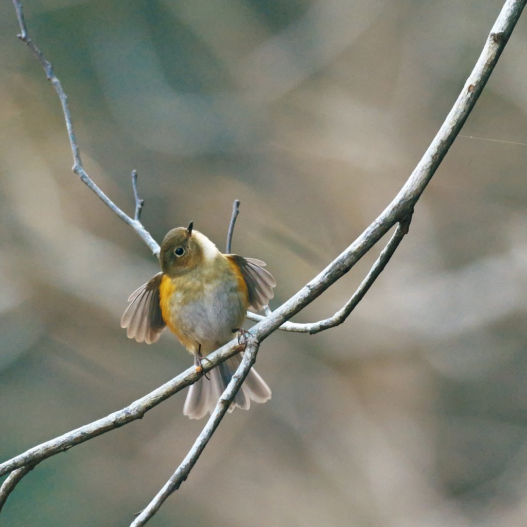 春待ちBird