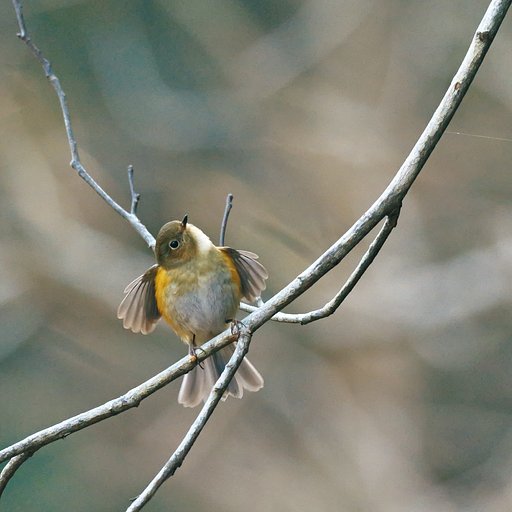 春待ちBird
