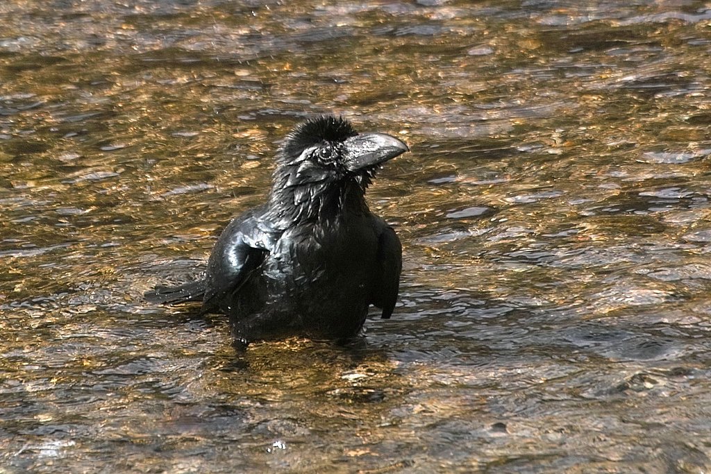 ハシブトガラス