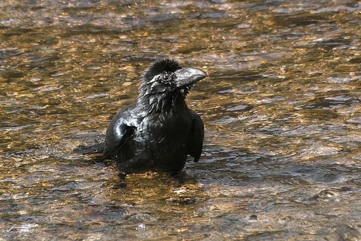 ハシブトガラス