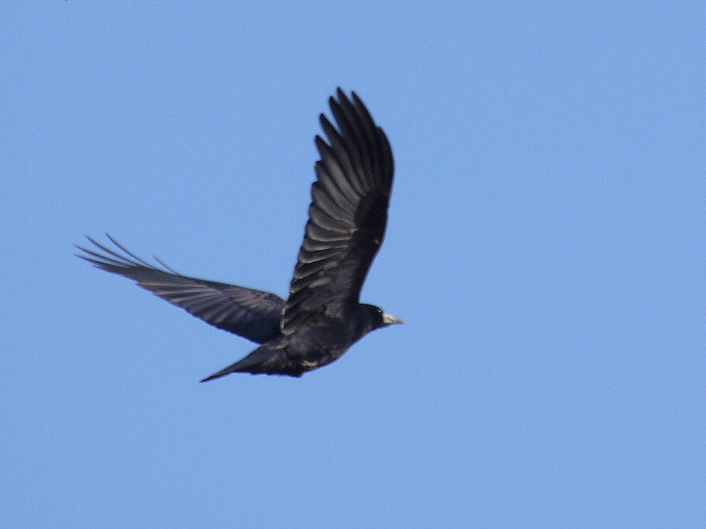 カラス