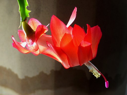 陽光に