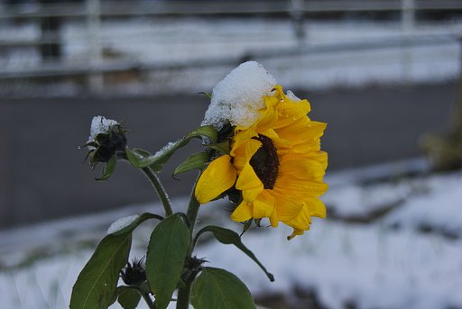 夏の花に雪が・・
