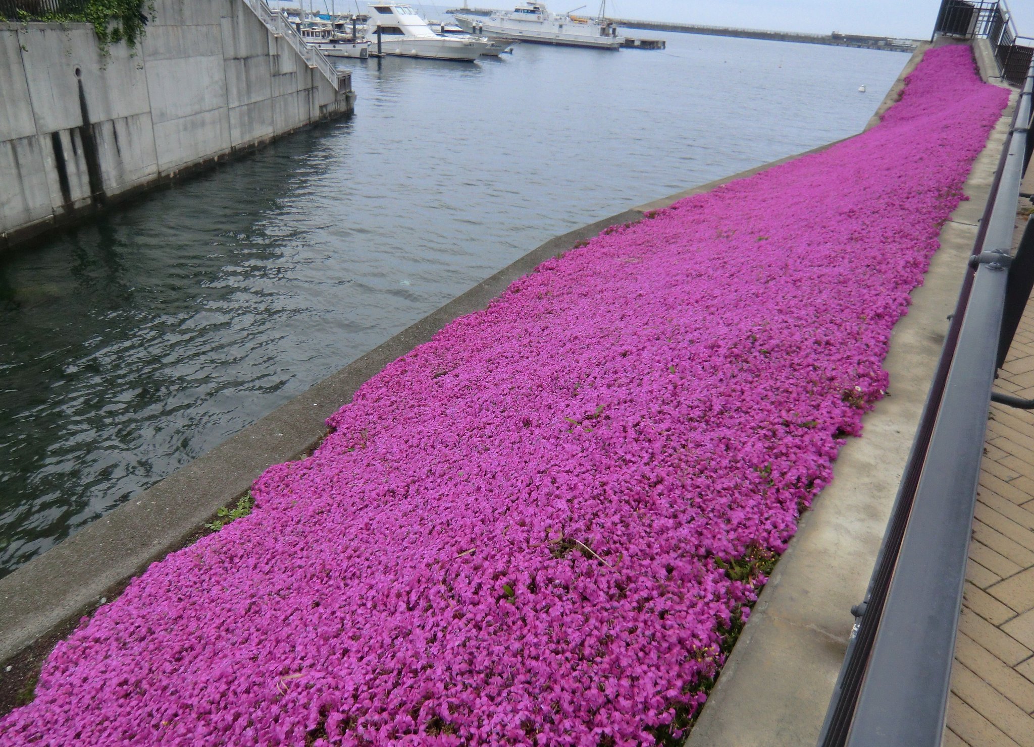 花じゅうたん