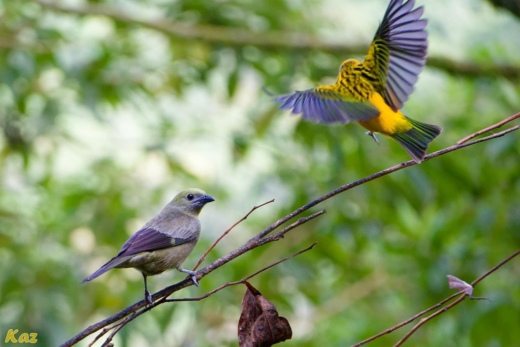 Costa Rica 02