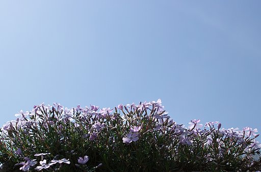 【質】シバザクラ