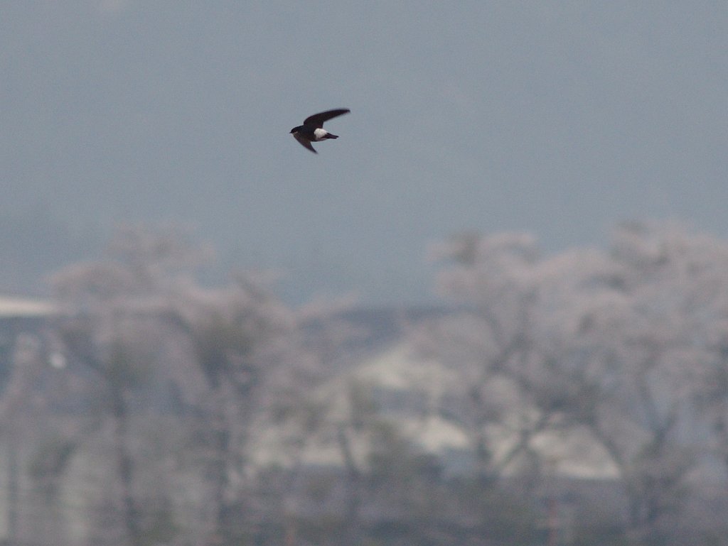 桜が咲きイワツバメが