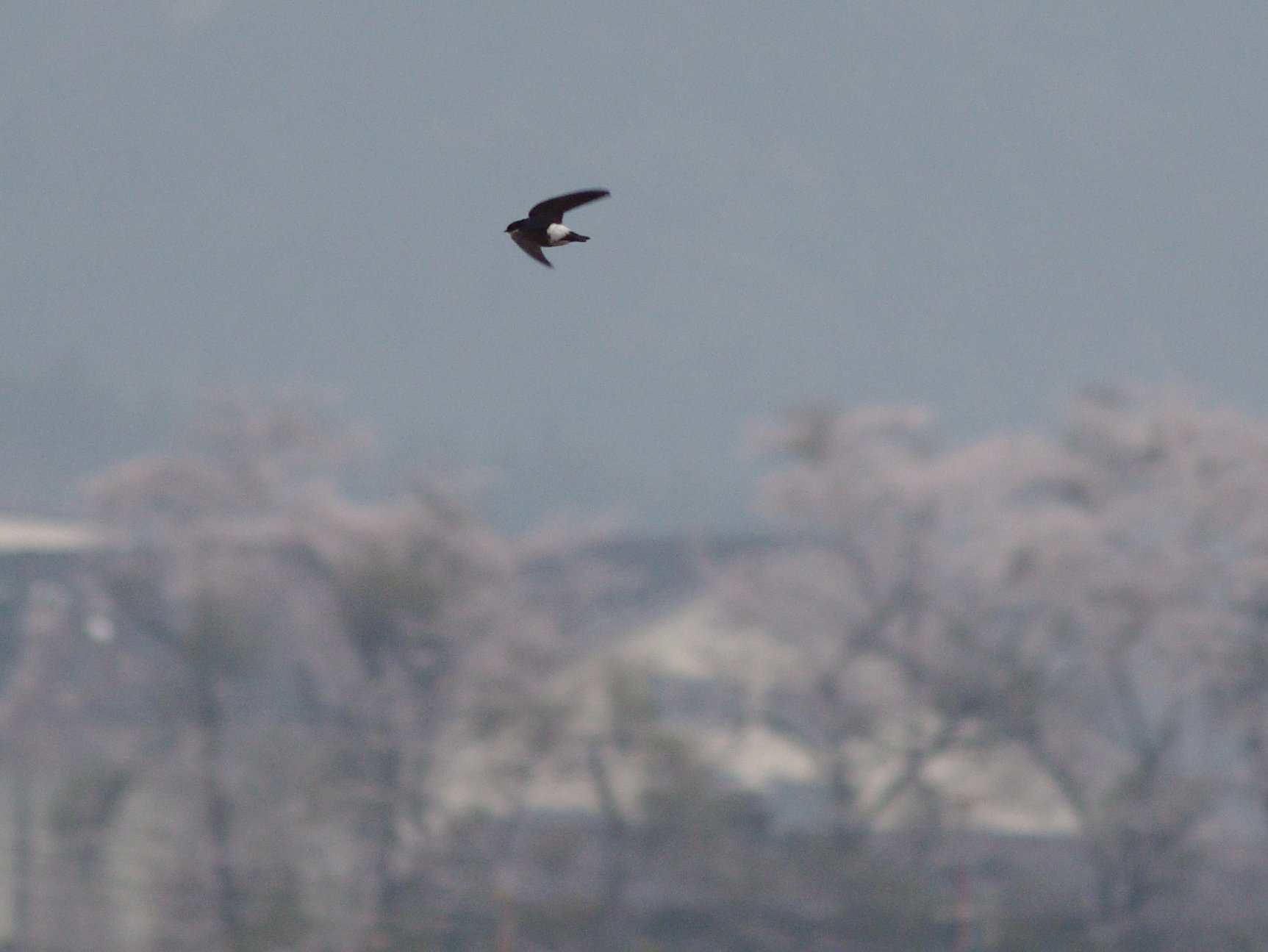 桜が咲きイワツバメが