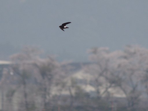桜が咲きイワツバメが