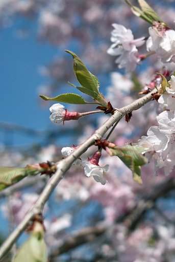 【質】花から若葉へ時が流れゆく