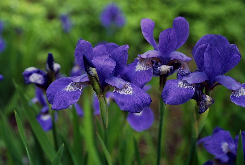 あやめ２