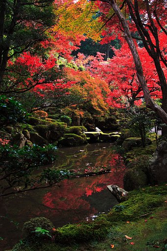 紅葉