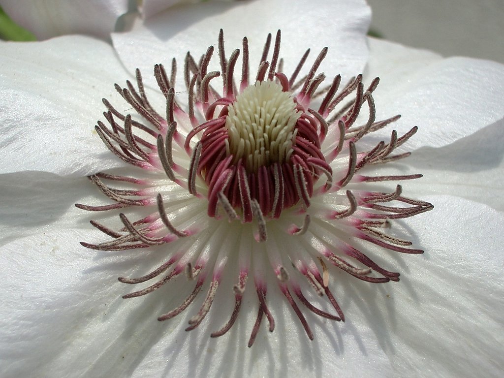 蕊