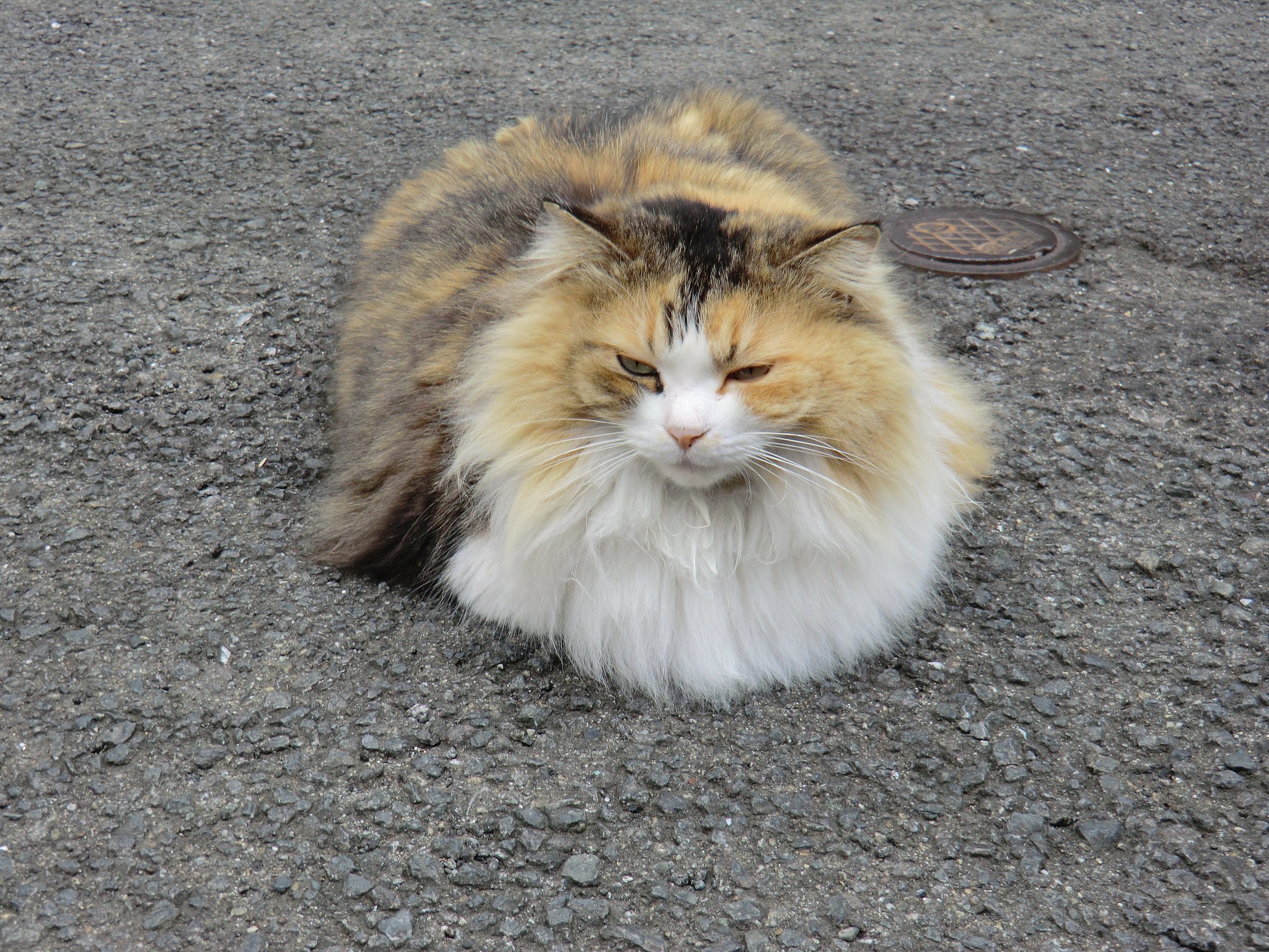 猫