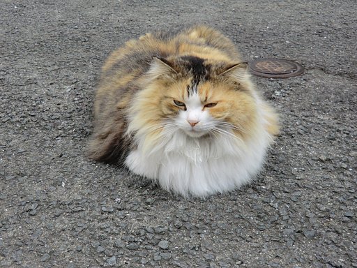 猫