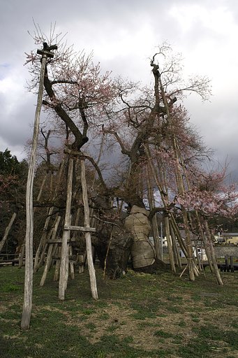 久保桜