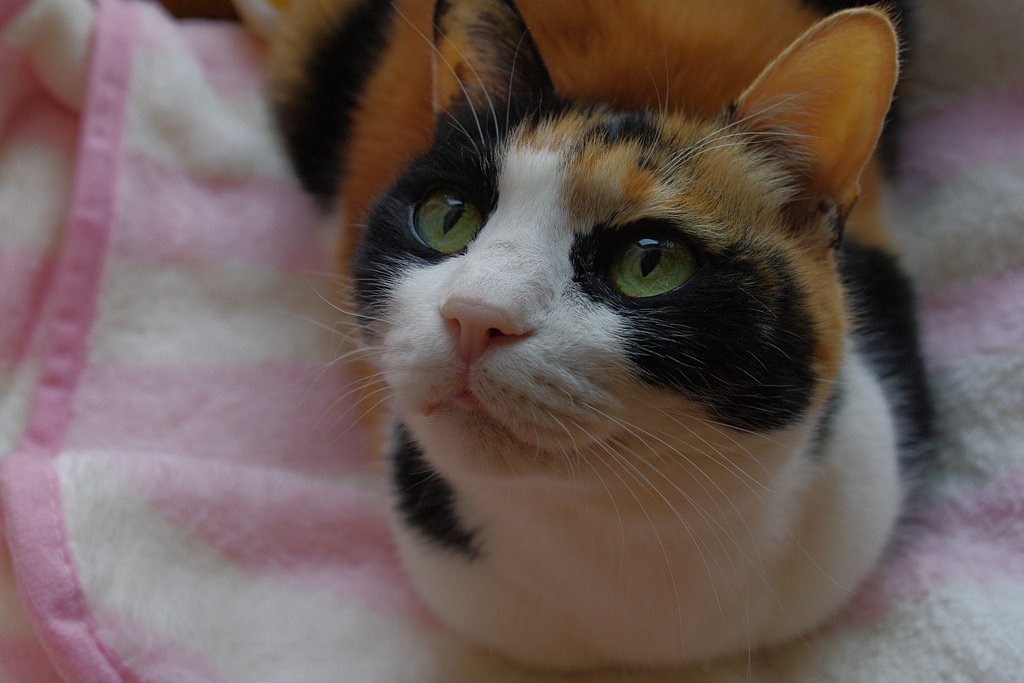 三毛猫