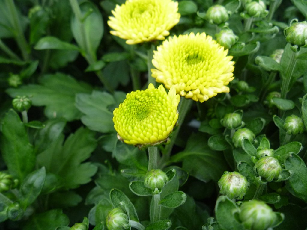 菊2