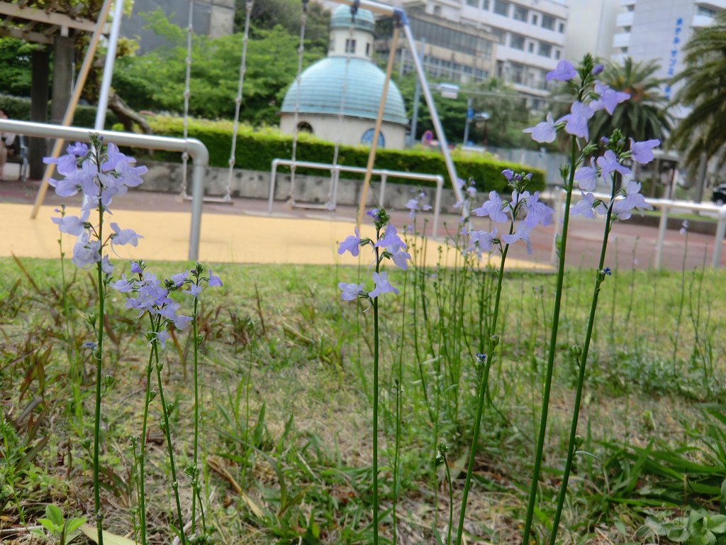 マツバウンラン
