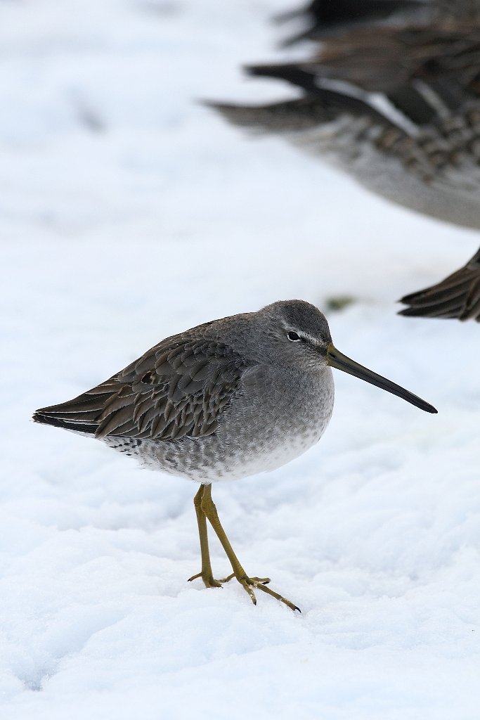 雪の中のオオハシシギ