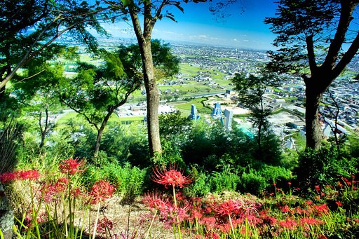 【長】彼岸花から望む