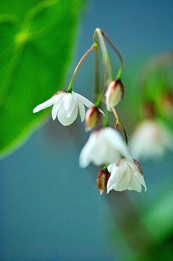 梅花イカリ草
