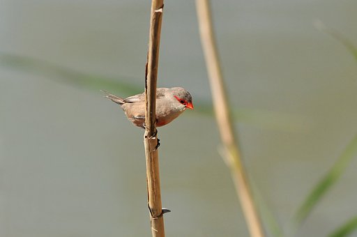 オナガカエデチョウ